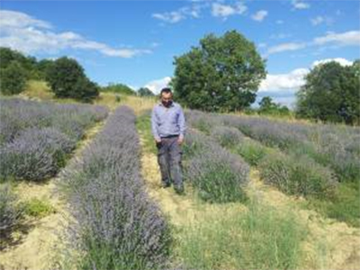 levantashop-Στον θερισμό της λεβάντας - Βασίλης Τζήμτσος