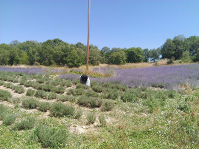 levantashop-Στον θερισμό της λεβάντας