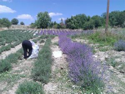 χωράφι με λεβάντα