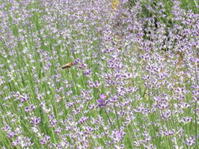 χωράφι με λεβάντα