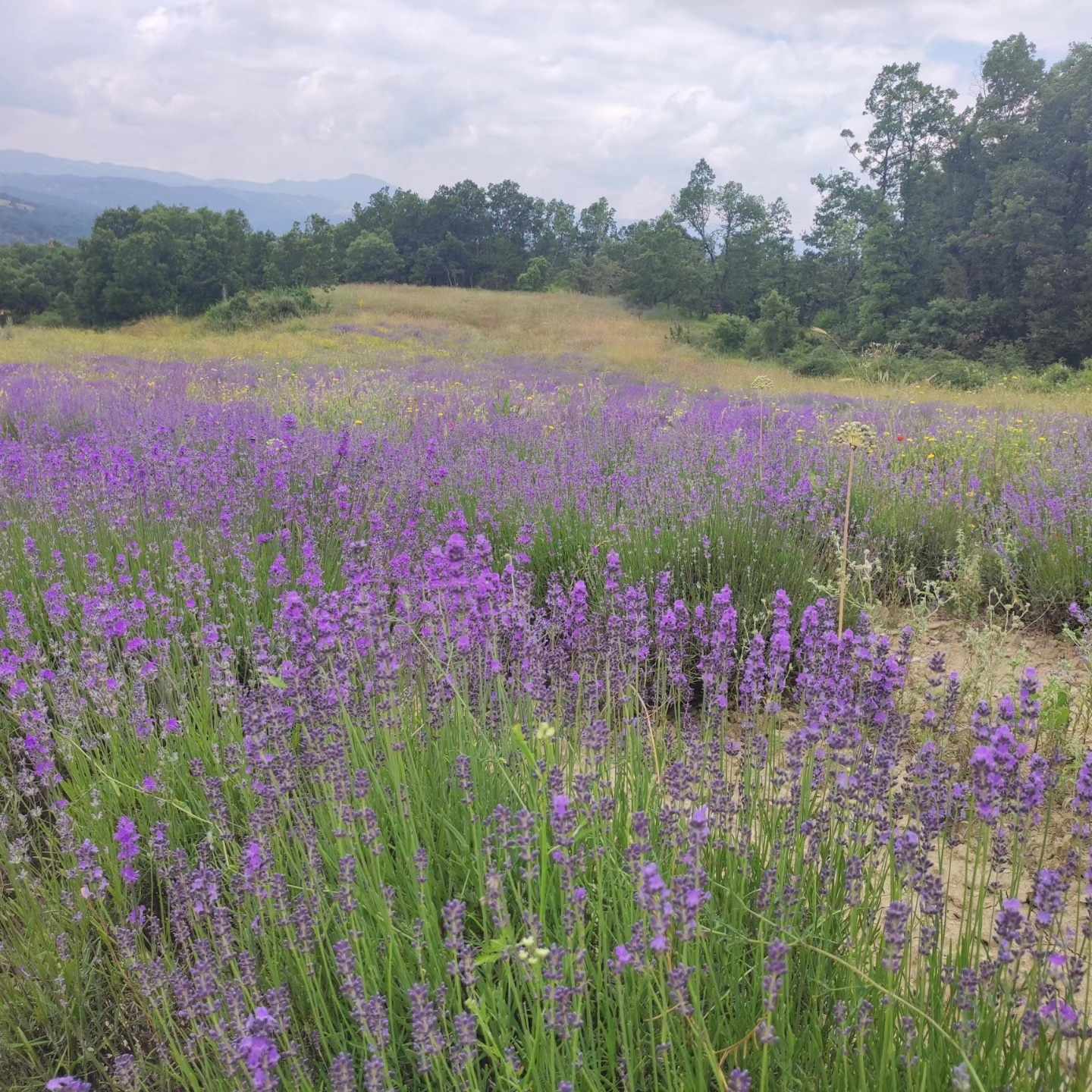 χωράφι με λεβάντα